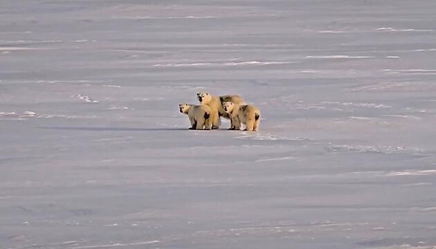 KI als Frühwarner: Radarsystem schützt Wetterstation in Kanada vor Eisbären