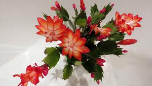 Ansicht von oben: Ein Winterkaktus mit roten Blüten.