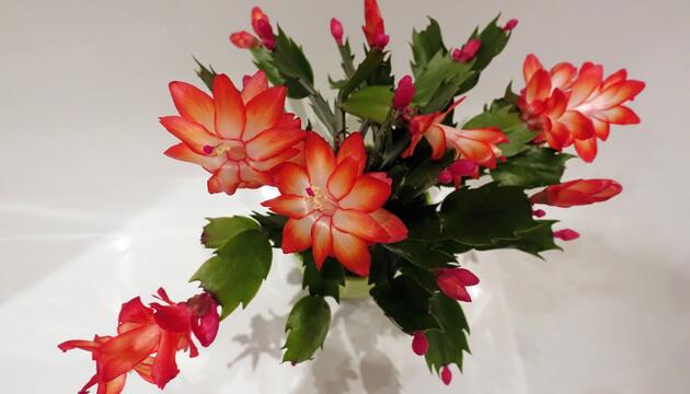 Ansicht von oben: Ein Winterkaktus mit roten Blüten.