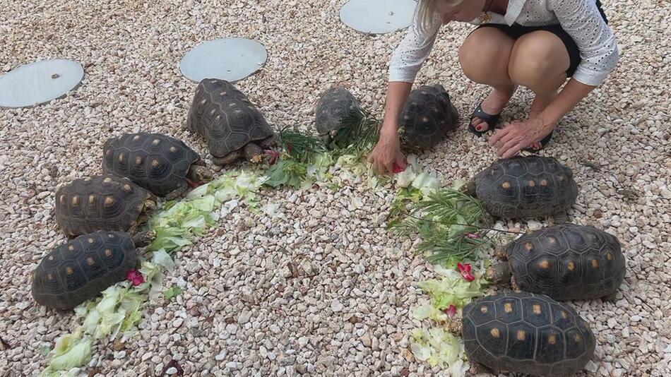 Schildkröten füttern inklusive: Dieses Airbnb auf Curaçao hat ein tierisches Extra