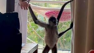 Ungebetener Zimmergast: Affe schaut in Hotelzimmer vorbei