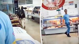 Metzger hinterhergejagt: Bulle in Brasilien stürmt Supermarkt