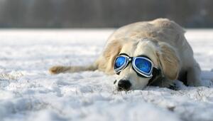 Ein Hund liegt mit einer Brille im Schnee.