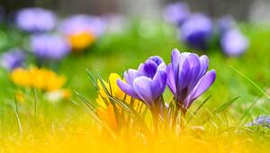 Krokusse wachsen auf einer Wiese in einem Park