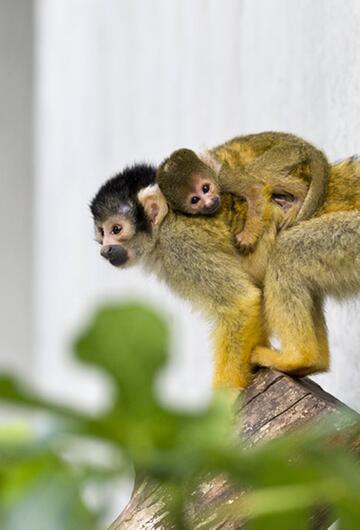 Babytiere im Zoo Basel