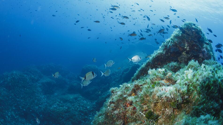 Fische im Mittelmeer
