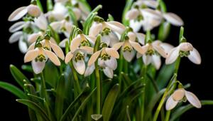 Warum Schneeglöckchen für Sammler so wertvoll sind