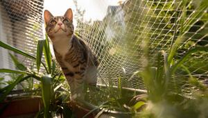 Katze sitzt auf einem Balkon, das mit einem Netz gesichert ist