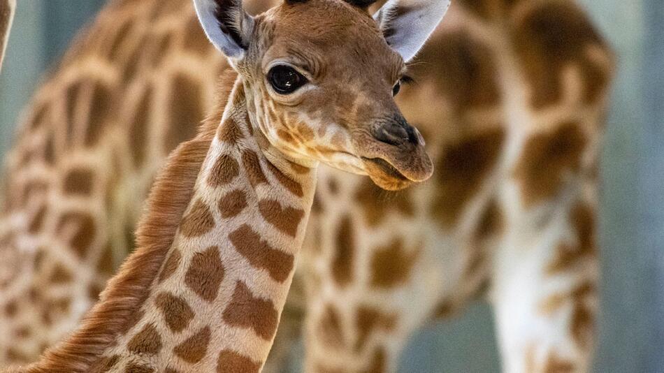 Giraffenbaby in Paris geboren
