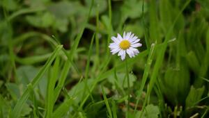 Gänseblümchen im Rasen: Was die kleine Blüte wirklich über deinen Boden verrät