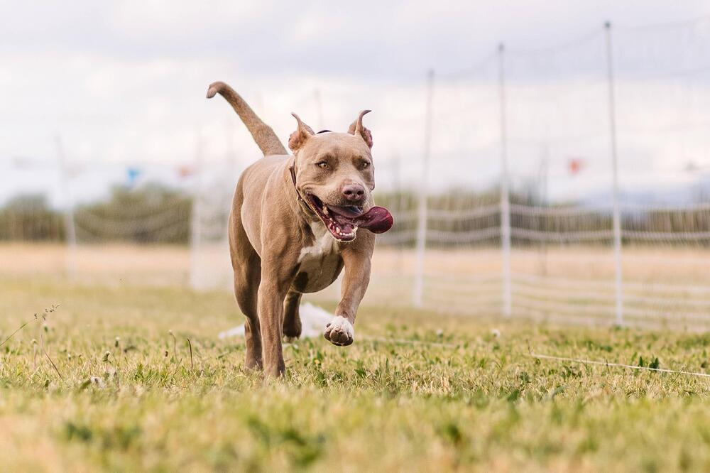 Ein brauner American Pit Bull Terrier