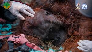 Orang-Utans auf Borneo