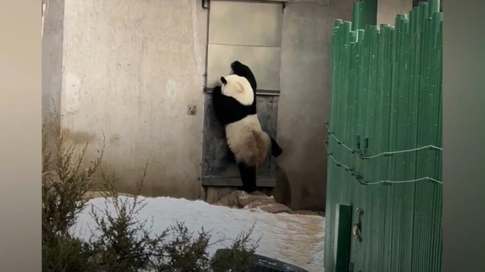 Panda in China