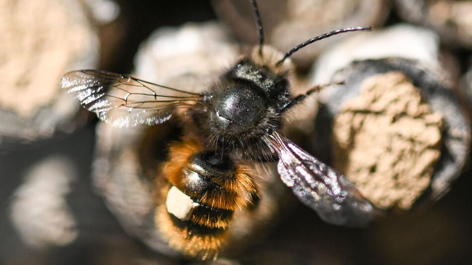 Wildbiene im Anflug auf ein Wildbienenhotel