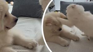 Schlagfertige Katze: Junger Hund fängt sich auf dem Sofa heftige Ohrfeige ein