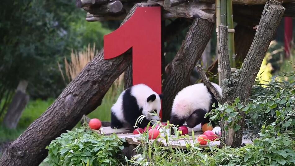 Party bei den Pandas: Leni und Lotti werden ein Jahr