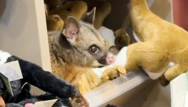 Possum versteckt sich zwischen Plüschtieren