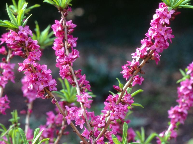 Echter Seidelbast in rosa