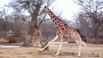 Giraffen