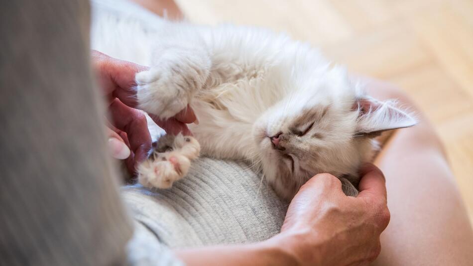 Frau streichelt eine Katze