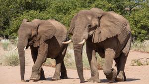 Elefanten in Namibia