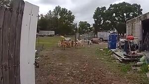 Hundegeräusche: Polizist treibt entlaufene Ziegen zurück ins Gehege