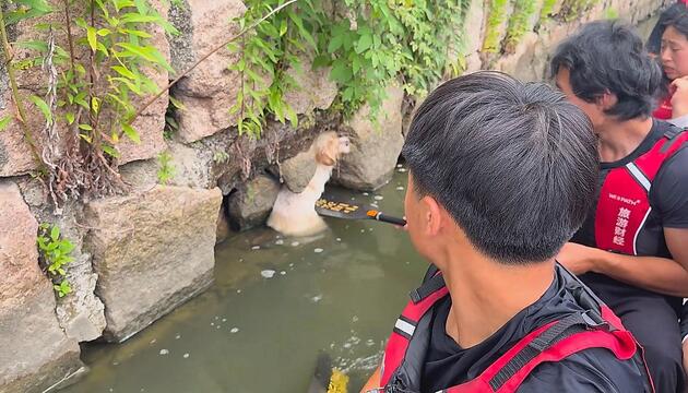 Versteckt in der Flussmauer: Drachenboot-Crew rettet gestrandeten Hund in China