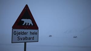 Eisbär auf Spitzbergen erschossen