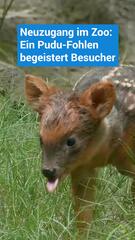 Pudu-Fohlen begeistert Zoo-Besucher