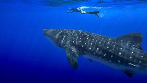 Walhaie vor St. Helena