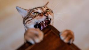 Katze zeigt an einem Tisch ihre Zähne