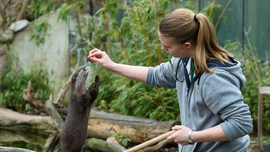 Otter in Schönbrunn