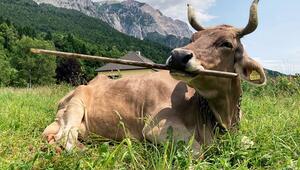 Werkzeugnutzung bei einer Kuh nachgewiesen