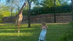 Völlig daneben: Frau springt in Giraffengehege und bekommt die Quittung