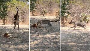 Unglaublicher Satz vom Baum: Leopard springt Beute hinterher und entkommt Hyäne