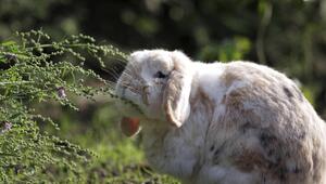 Ein Widderkaninchen sitzt in der Wiese und schnüffelt an einer Pflanze.
