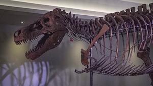 Dino-Studie deckt auf: Darum hatte der T. rex Stummelärmchen