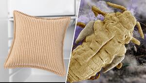 Sofakissen ins Gefrierfach? Die besten Tipps für Allergiker im Herbst