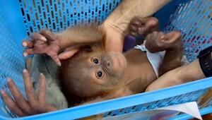 Baby-Orang-Utans befreit – Polizei schnappt Schmuggler in Bangkok