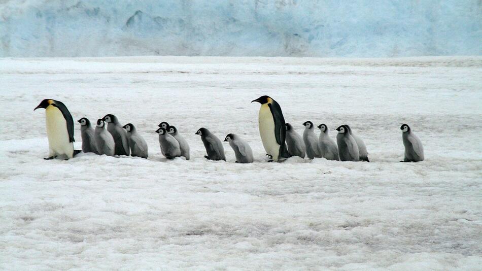 Kaiserpinguine