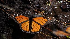 Monarchfalter in Mexiko