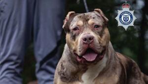 Gerichtsverfahren zu XL Bully in England