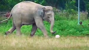 Rüssel am Ball: Wilder Elefant crasht Kinder-Fussballspiel in Indien