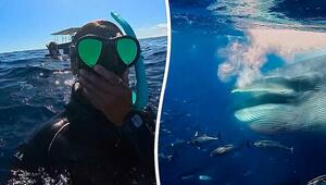 Riesen Überraschung bei Tauchgang: Wal kommt Freedivern zum Greifen nahe