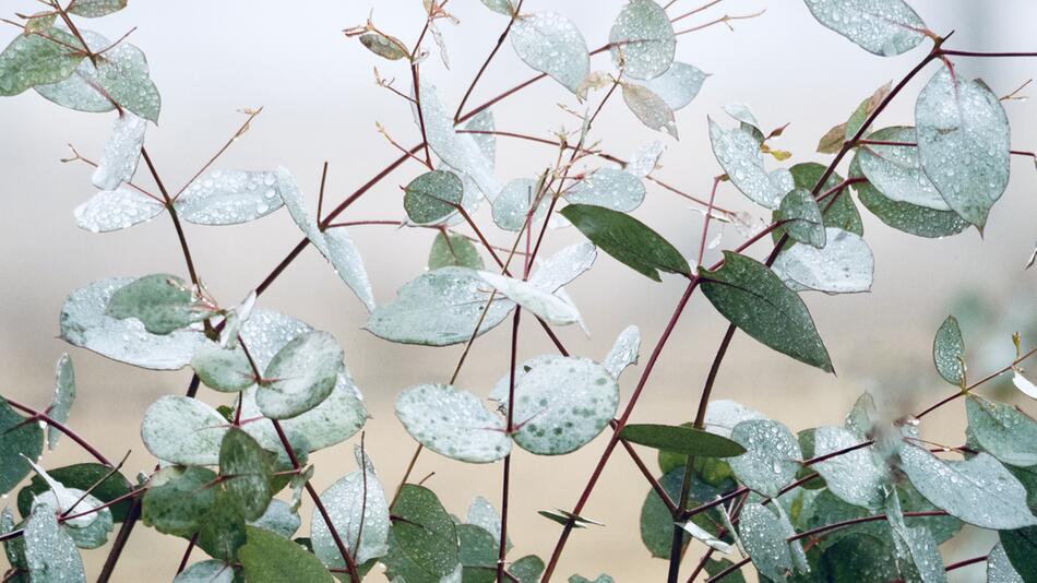 Eukalyptus