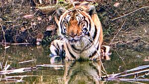 72 Tiger in Thailand verendet