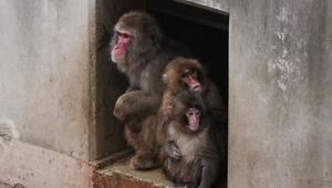 Affenbaby Punch in Japan