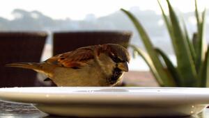 Vogeltränke installieren