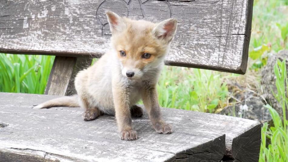 Kleiner Fuchs, grosse Rettung: Fuchsbaby Lotti von Jäger adoptiert