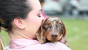Ein Dackel schaut einer Frau über die Schulter. Frau ist von hinten zu sehen.